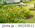 chillies in the garden with soft light 40103611