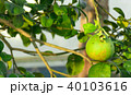 Green grapefruit hang on trees,Pomelo 40103616