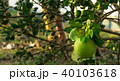 Green pomelo fruit hang on trees, grapefruit 40103618