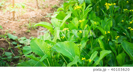 Close-up floral choy sum green leafy vegetable  40103620