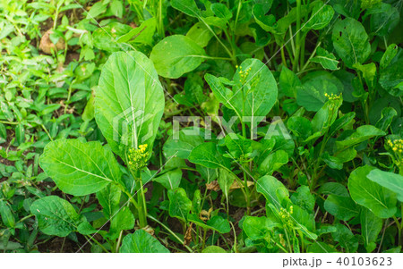 Close-up floral choy sum green leafy vegetable i 40103623