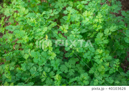 Coriander herb, cilantro, chinese parsley Coriander herb, cilantro, chinese parsley 40103626