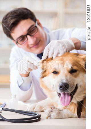 Doctor examining golden retriever dog in vet clinic Doctor examining golden retriever dog in vet clinic 40103683