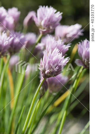 チャイブの花の写真素材