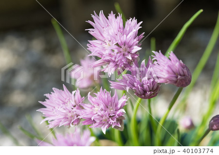 チャイブの花の写真素材