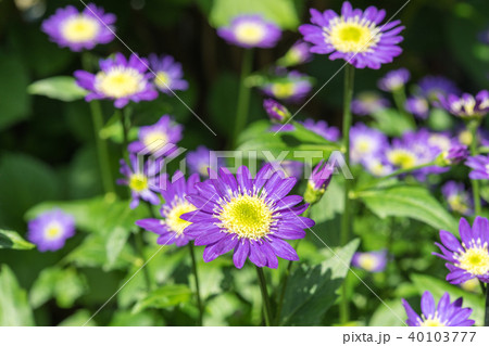 ミヤコワスレの写真素材