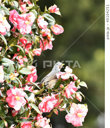 椿のヒヨドリ 椿のヒヨドリ 40104251