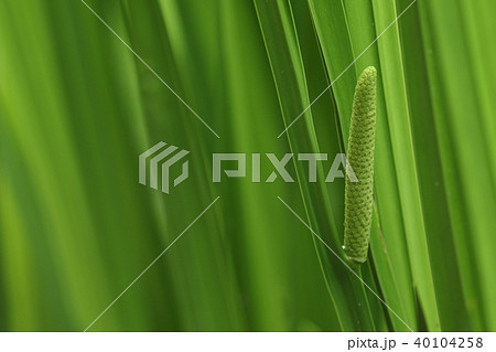自然 植物 ショウブ、花穂です。小さい花はまだ咲いていないようです 自然 植物 ショウブ、花穂です。小さい花はまだ咲いていないようです 40104258