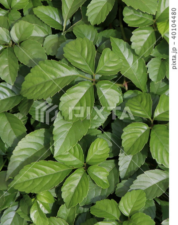 ヤブガラシの葉 40104480