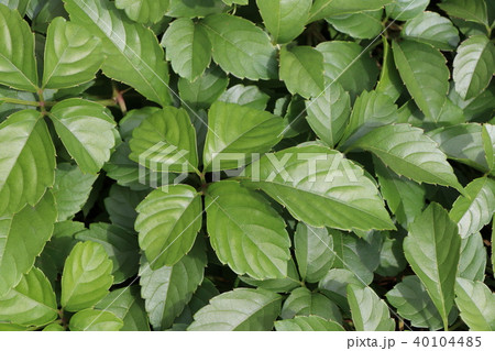 ヤブガラシの葉 40104485