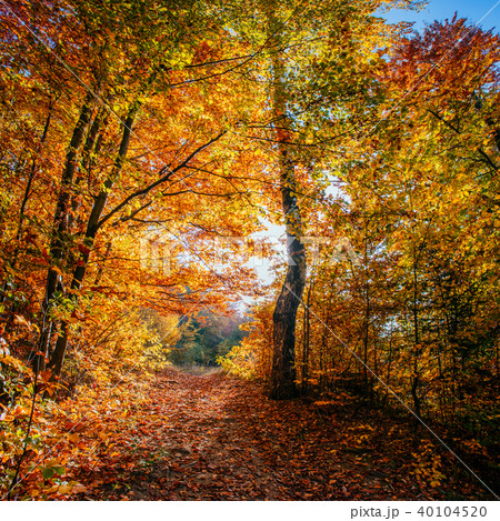 Forest Road in the autumn.  Landscape.  40104520
