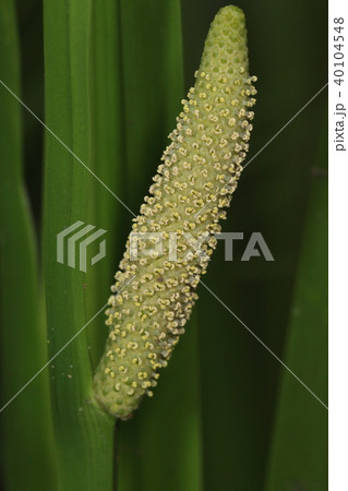 自然　植物　ショウブ、粒々の一つひとつが小さな花。花に気づく人はすくないようです 40104548