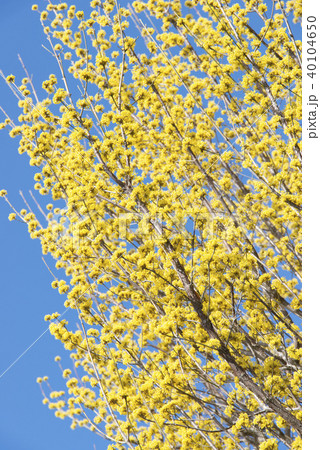 山茱萸（サンシュユ） 40104650