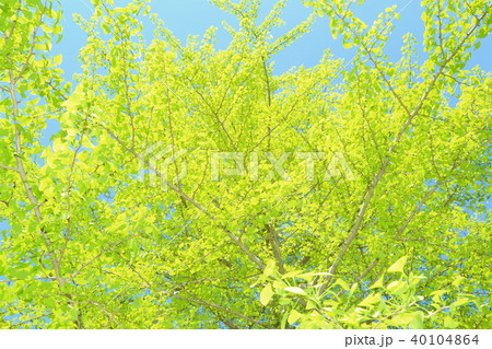 新緑・イチョウ 40104864