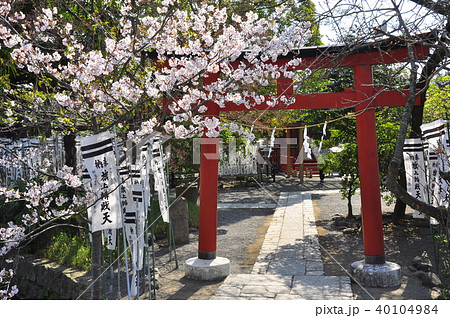 鎌倉市　鶴岡八幡宮　旗上弁財天社の赤い鳥居と満開桜 40104984