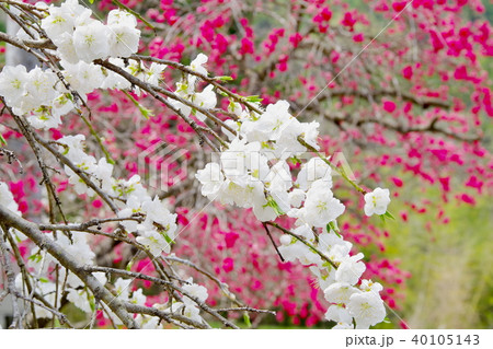 ハナモモ　余里 40105143