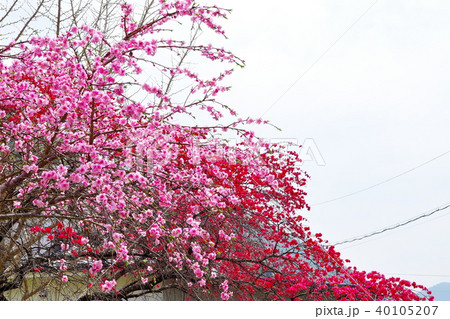 ハナモモ　余里 40105207