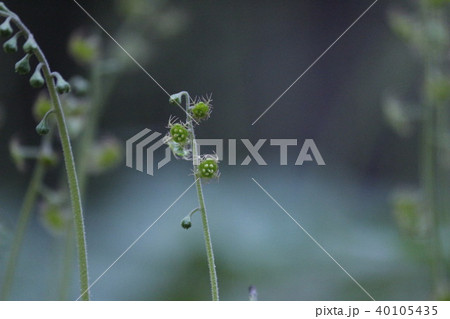 コチャルメルソウ コチャルメルソウ 40105435