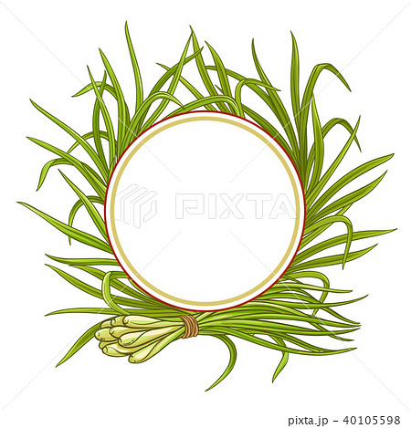 lemongrass  plant vector frame 40105598