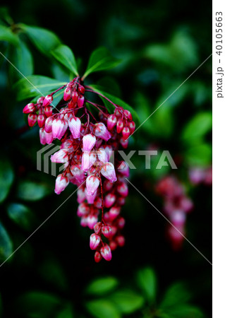 ベニバナアセビの花 40105663