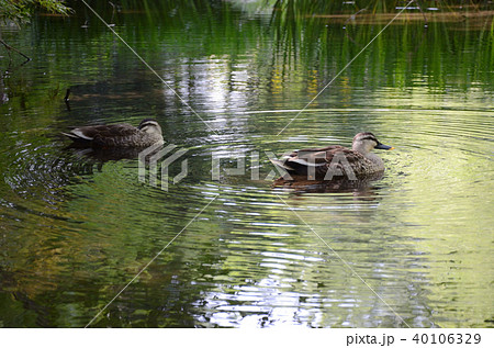 横浜市都筑区　仲町台　せせらぎ公園　鴨 40106329