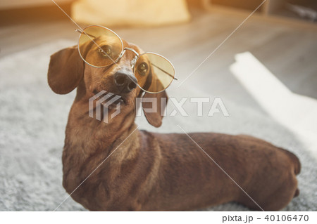 Cute dachshund dog wearing glasses 40106470