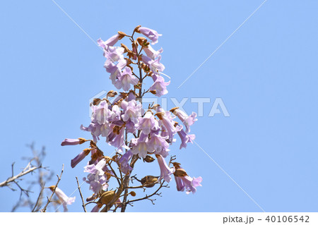 桐の花 40106542