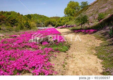 遊歩道とシバザクラ 40106697