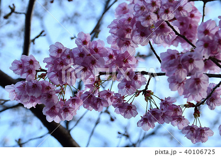 都会の桜 都会の桜 40106725