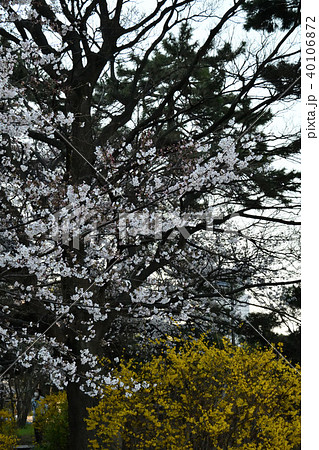 都会の桜 40106872