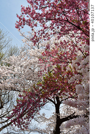 都会の桜 都会の桜 40107137