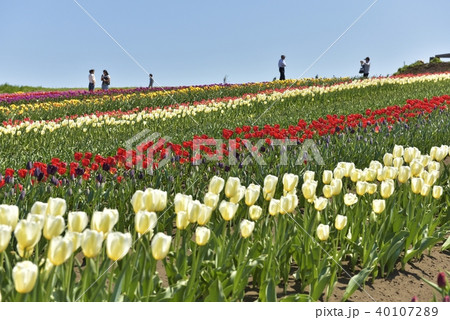チュウリップ園 チュウリップ園 40107289