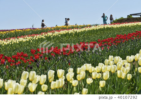 チュウリップ園 40107292