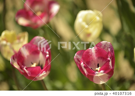 チュウリップ園 40107316