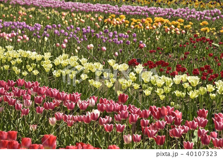 チュウリップ園 チュウリップ園 40107323