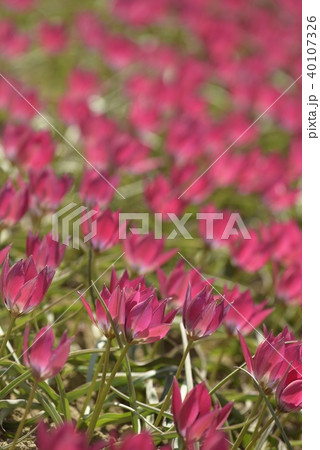 チュウリップ園 チュウリップ園 40107326