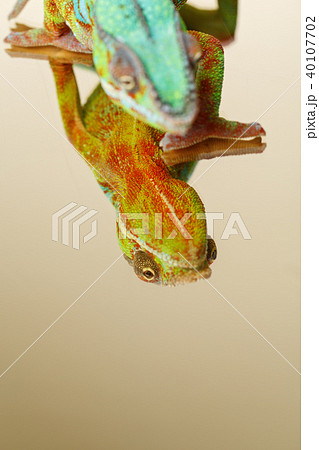 alive chameleon reptile 40107702