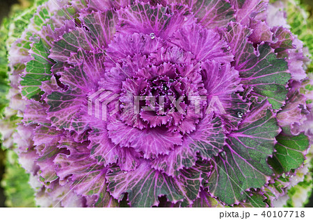 葉牡丹 ハボタン ケール 40107718