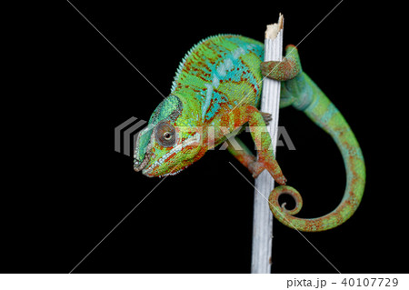 alive chameleon reptile alive chameleon reptile 40107729