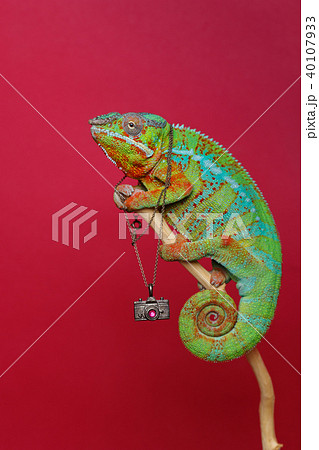 alive chameleon reptile alive chameleon reptile 40107933