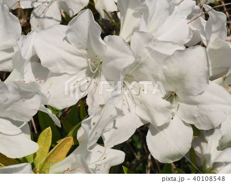 白いツツジの花　ツツジ 40108548