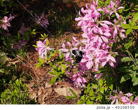 ツツジの蜜を吸うアゲハチョウ ツツジの花 ツツジの写真素材