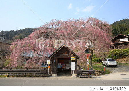 人里バス停のしだれ桜 人里バス停のしだれ桜 40108560