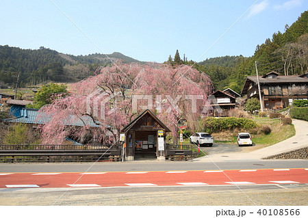 人里バス停のしだれ桜 人里バス停のしだれ桜 40108566