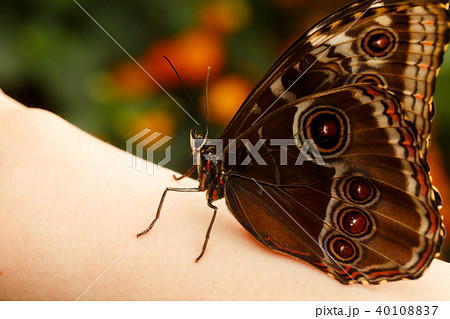 Monarch butterfly Monarch butterfly 40108837
