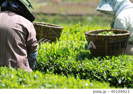 お茶摘み お茶摘み 40109023
