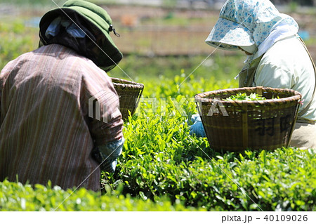 お茶摘み お茶摘み 40109026