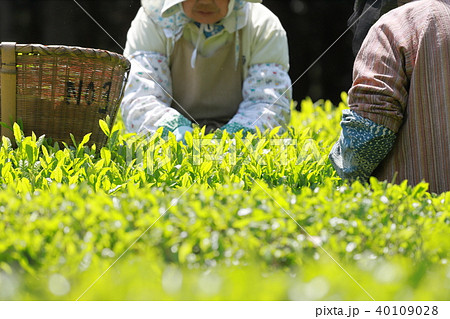 お茶摘み 40109028