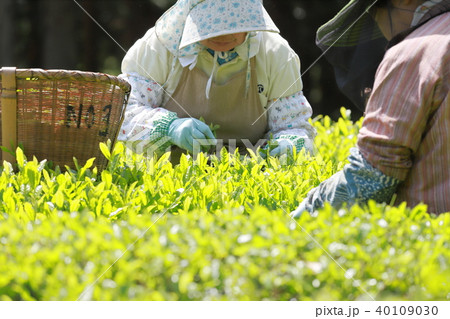 お茶摘み 40109030