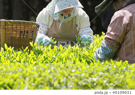 お茶摘み 40109031